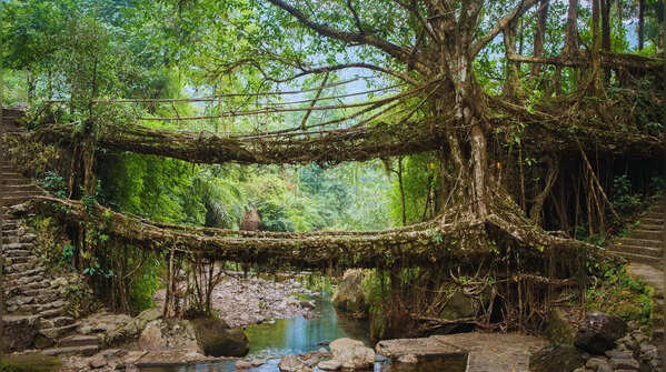 Explore the double-decker root bridge in Meghalaya