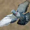 Pigeon