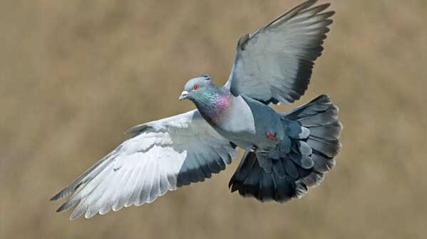 Pigeon