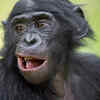 Bonobo
