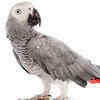 Gray parrots: