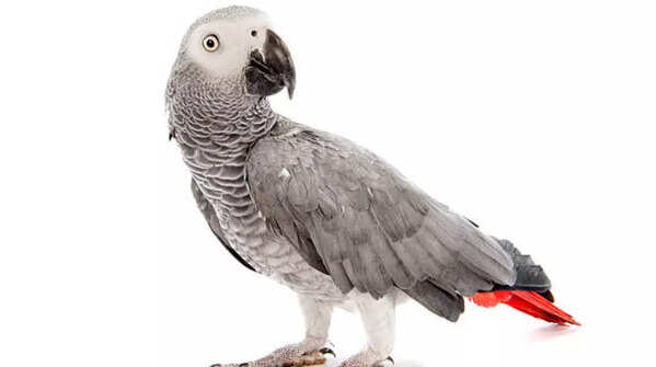 Gray parrots:
