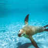 Sea lions