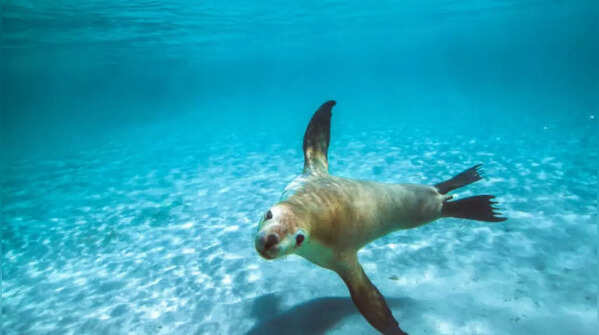 Sea lions