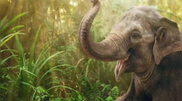 Elephant