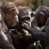 Chimpanzee