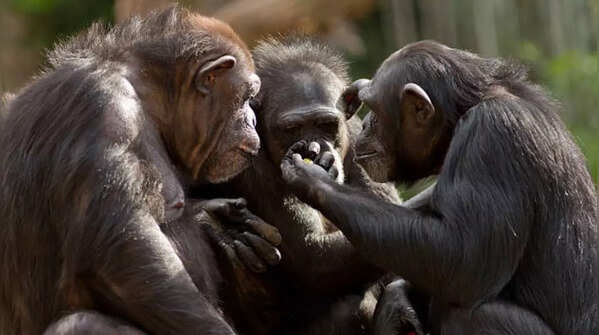 Chimpanzee
