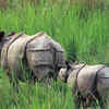 Black Rhinoceros