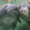 Manatee