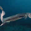 Frilled Shark