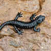 Black Alpine Salamander