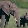 Elephants