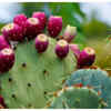 Prickly pear