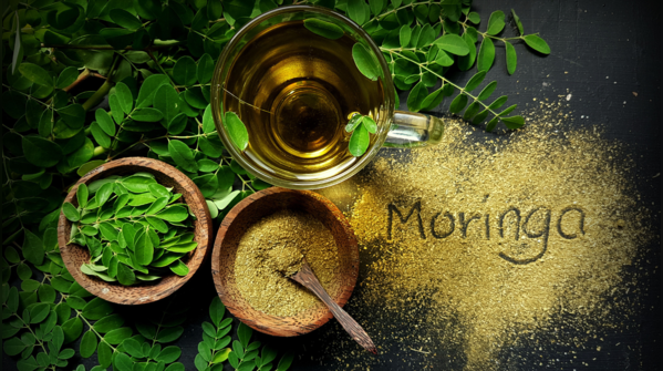 Moringa leaf’s ‘miracle’ tea