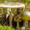 Symptoms of death cap mushroom poisoning