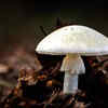 How poisonous are the death cap mushrooms?