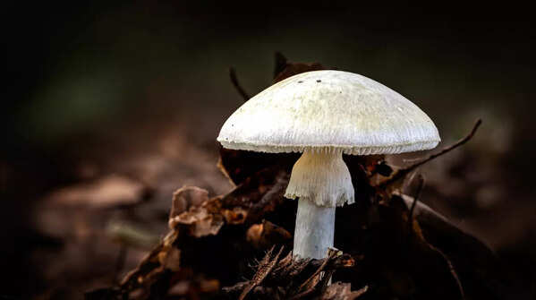 How poisonous are the death cap mushrooms?