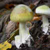 How to identify death cap mushrooms?