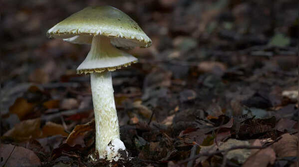What are death cap mushrooms?