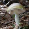 Death cap mushrooms are back in the news