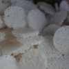 Sago papad (javvarisi appalam)