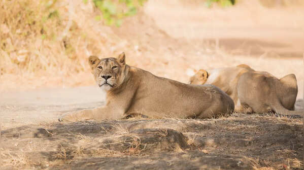 Gir Forest National Park