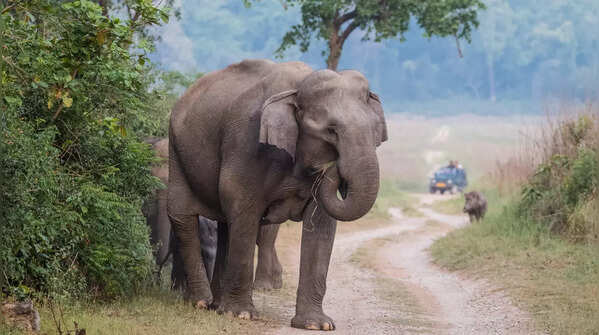 Jim Corbett National Park