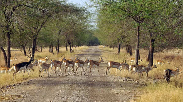 Visit these India’s 5 stunning forests rich in wildlife and wonder
