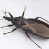 What is Chagas disease and why is it making headlines now?