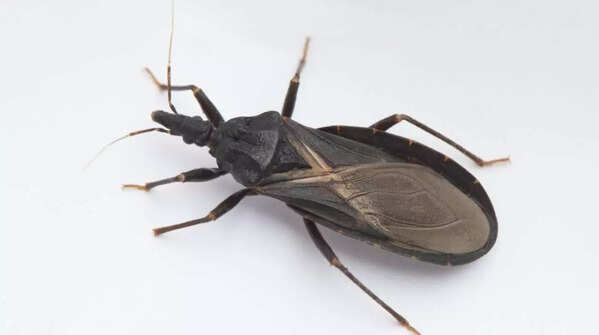 What is Chagas disease and why is it making headlines now?