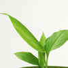 succulent potted arrangements Cement Succulent Arrangement Planter main image 0