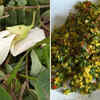 Agasti Flower Sabzi