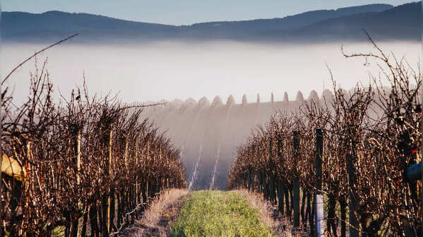 Visit wine at the Yarra Valley Wine Region
