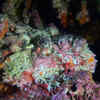 Meet the ocean’s top 8 aggressive predators