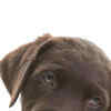 Chocolate Lab Puppy Training Tips: Expert Tricks for Success
