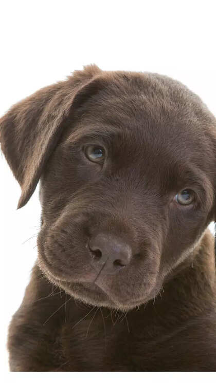 Chocolate Lab Puppy Training Tips: Expert Tricks for Success