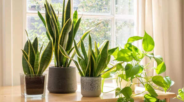 6 air-purifying plants perfect for small apartments