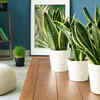 Snake plant (Sansevieria / Dracaena trifasciata)