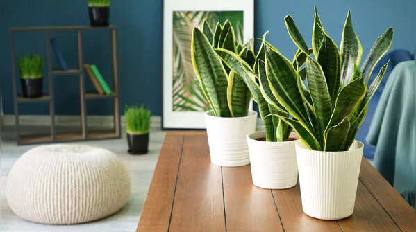 Snake plant (Sansevieria / Dracaena trifasciata)