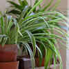Spider plant (Chlorophytum comosum)