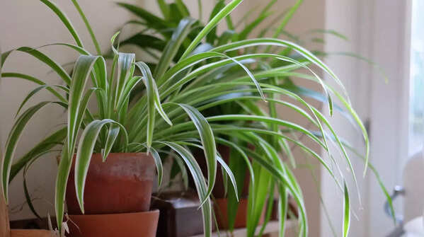 Spider plant (Chlorophytum comosum)