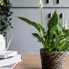 Peace Lily (Spathiphyllum)