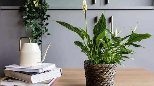 Peace Lily (Spathiphyllum)
