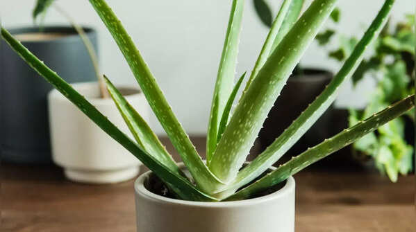 Aloe vera