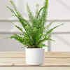 Boston fern (Nephrolepis exaltata)