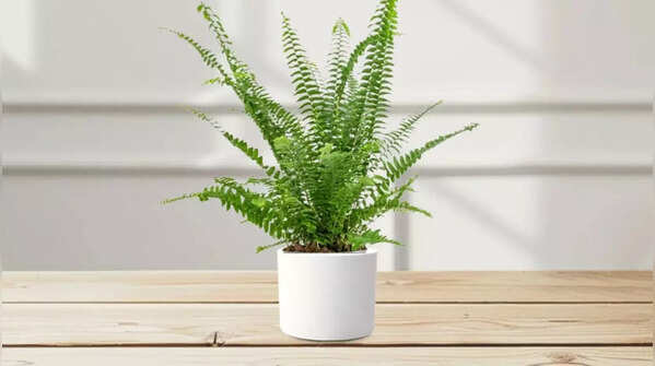 Boston fern (Nephrolepis exaltata)