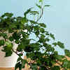 English Ivy (Hedera helix)