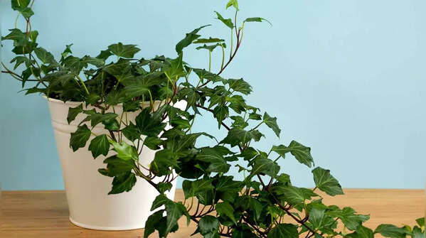 English Ivy (Hedera helix)