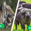 Satpura vs. Ngorongoro Crater