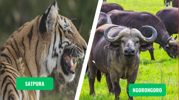 Satpura vs. Ngorongoro Crater